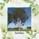 4.000 Semillas Orgánicas De Árbol Eucalipto Tereticronis