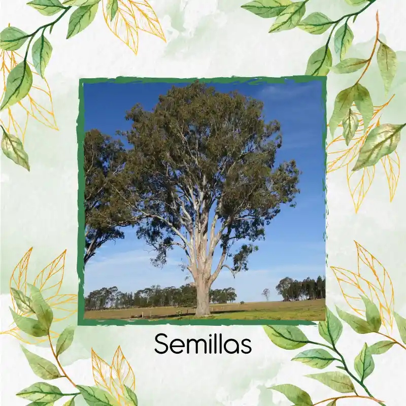 4.000 Semillas Orgánicas De Árbol Eucalipto Tereticronis