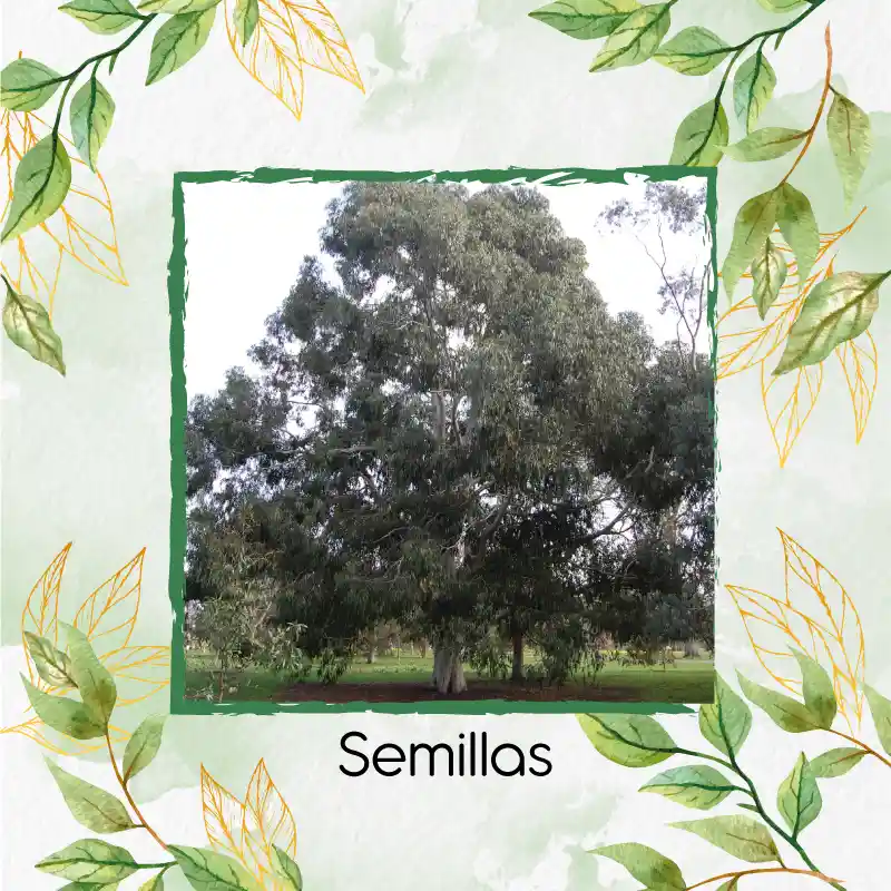 50 Semillas Orgánicas De Árbol Eucalipto Viminalis