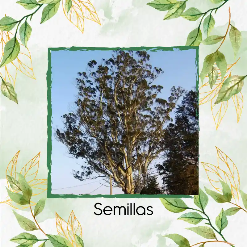 100 Semillas Orgánicas De Árbol Eucalipto Viminalis