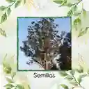 2.000 Semillas Orgánicas De Árbol Eucalipto Viminalis