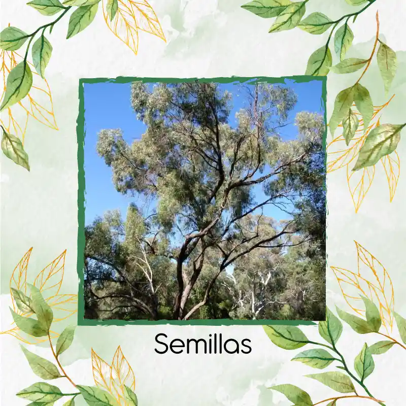 2.000 Semillas Orgánicas De Árbol Eucalipto Viminalis