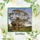 2.000 Semillas Orgánicas De Árbol Eucalipto Viminalis