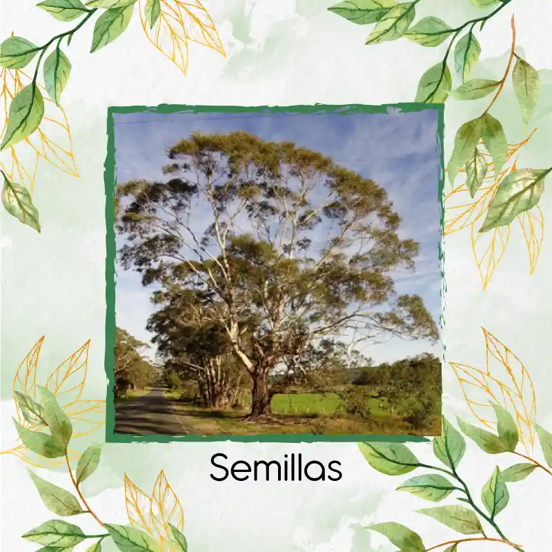 2.000 Semillas Orgánicas De Árbol Eucalipto Viminalis