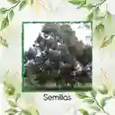 2.000 Semillas Orgánicas De Árbol Eucalipto Viminalis