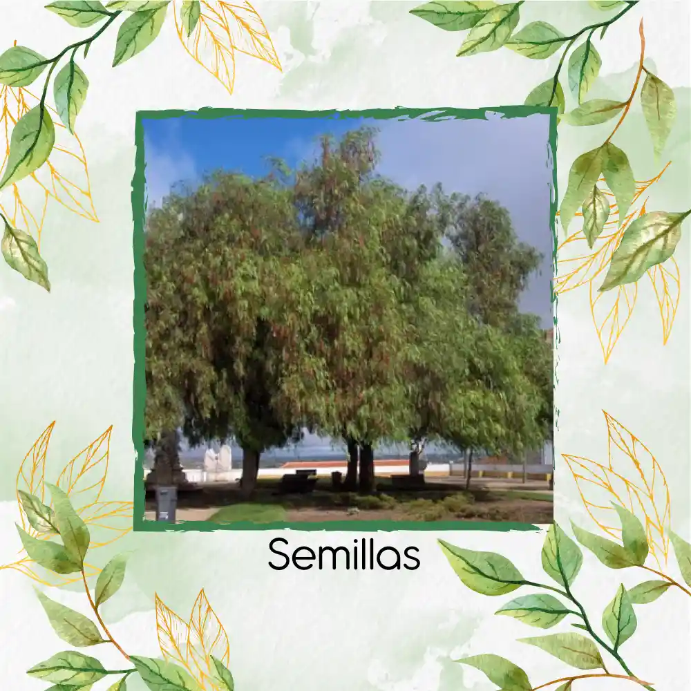 25 Semillas Orgánicas De Árbol Falso Pimiento