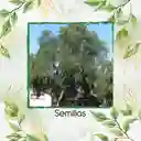 25 Semillas Orgánicas De Árbol Falso Pimiento