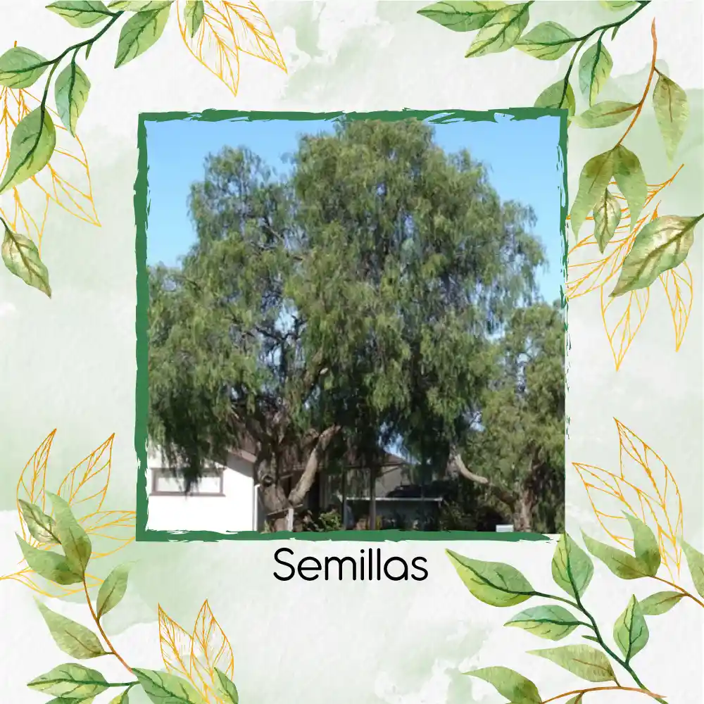 25 Semillas Orgánicas De Árbol Falso Pimiento