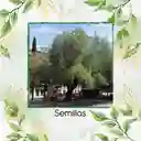 25 Semillas Orgánicas De Árbol Falso Pimiento