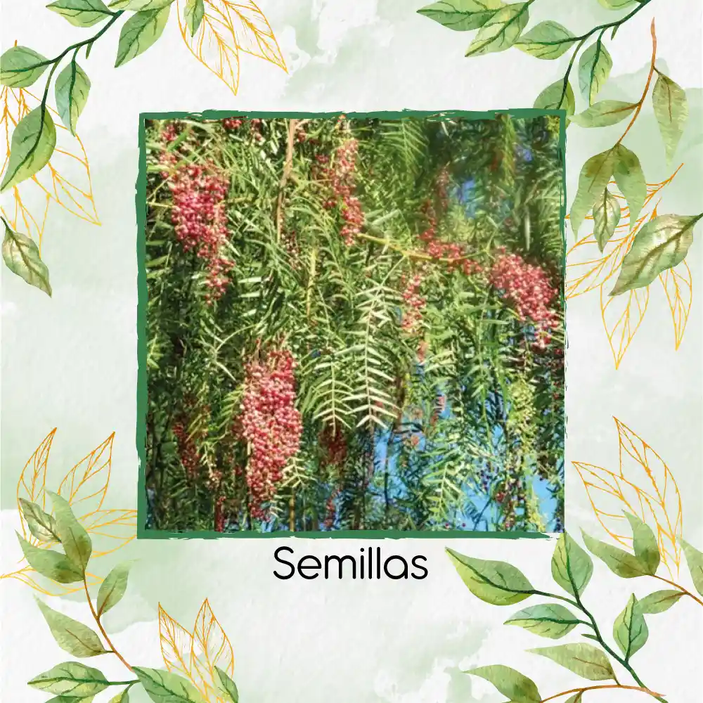 25 Semillas Orgánicas De Árbol Falso Pimiento