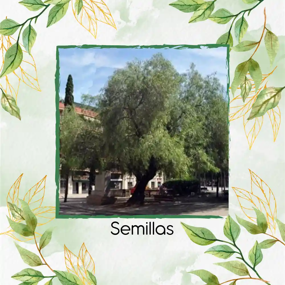 500 Semillas Orgánicas De Árbol Falso Pimiento