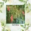 1.000 Semillas Orgánicas De Árbol Falso Pimiento