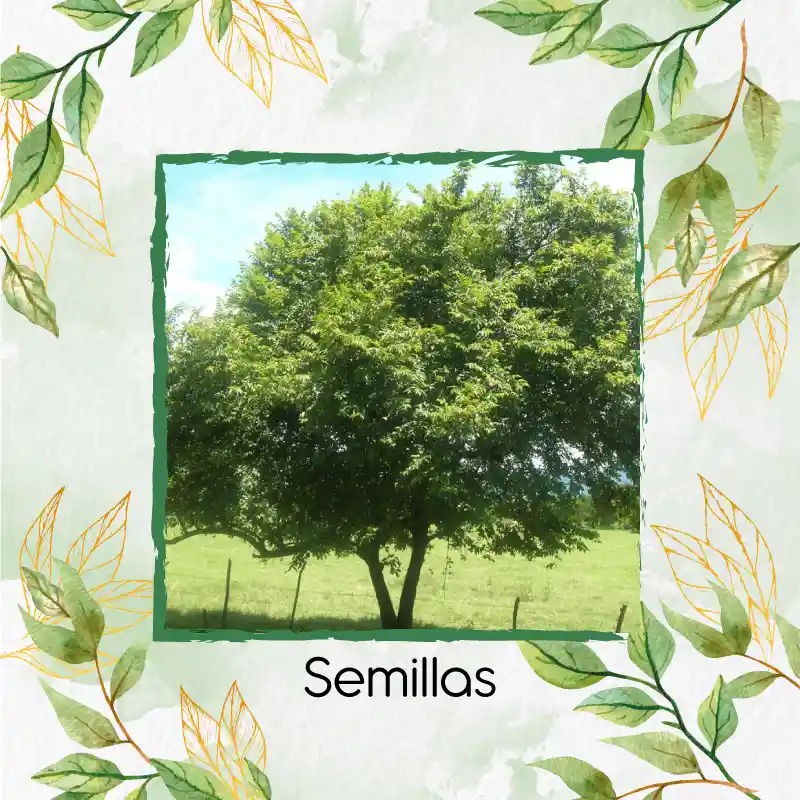 50 Semillas Orgánicas De Árbol Guácimo