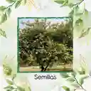 400 Semillas Orgánicas De Árbol Guácimo
