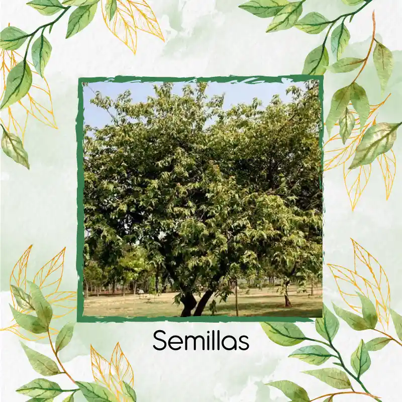 400 Semillas Orgánicas De Árbol Guácimo