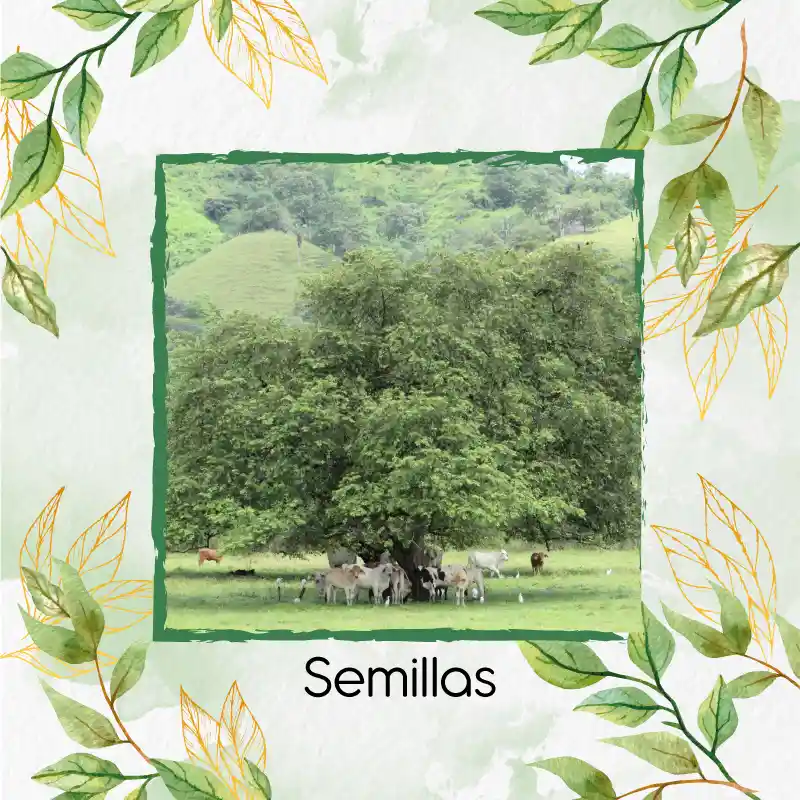 1.000 Semillas Orgánicas De Árbol Guácimo