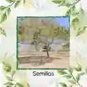 4.000 Semillas Orgánicas De Árbol Guácimo