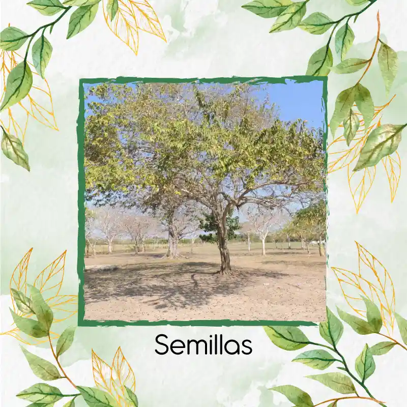 4.000 Semillas Orgánicas De Árbol Guácimo
