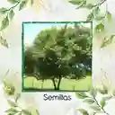4.000 Semillas Orgánicas De Árbol Guácimo