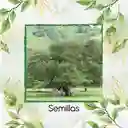 4.000 Semillas Orgánicas De Árbol Guácimo