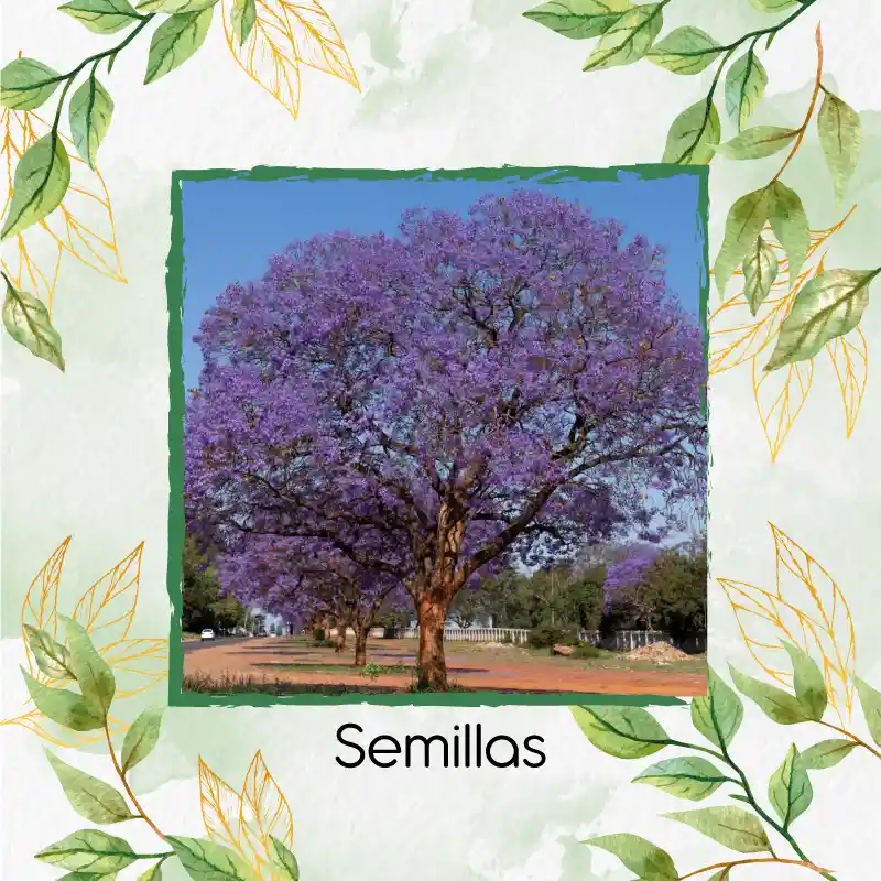 160 Semillas Orgánicas De Árbol Gualanday