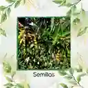 2.000 Semillas Orgánicas De Planta Guandul