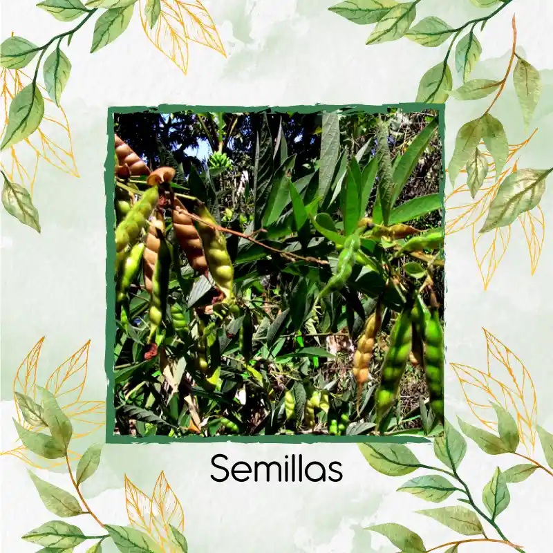 2.000 Semillas Orgánicas De Planta Guandul