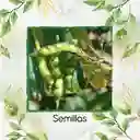 2.000 Semillas Orgánicas De Planta Guandul