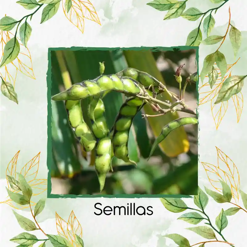 2.000 Semillas Orgánicas De Planta Guandul