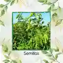 2.000 Semillas Orgánicas De Planta Guandul