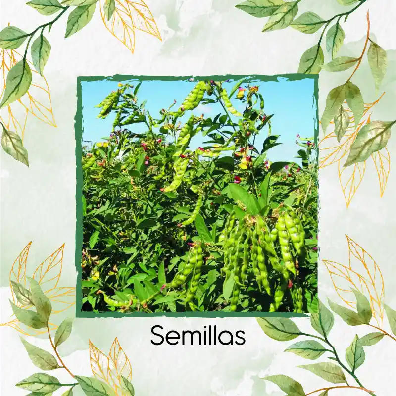 2.000 Semillas Orgánicas De Planta Guandul