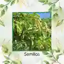 2.000 Semillas Orgánicas De Planta Guandul