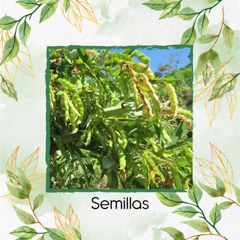 2.000 Semillas Orgánicas De Planta Guandul