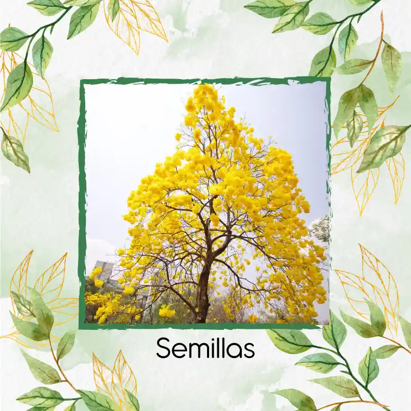 50 Semillas Orgánicas De Árbol Guayacan Amarillo