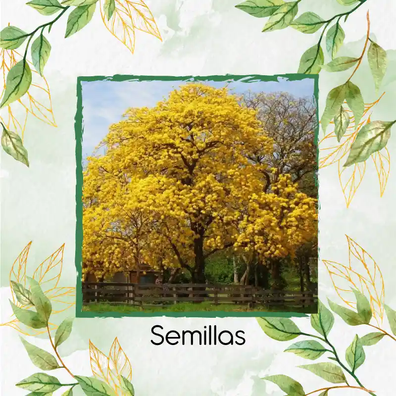 50 Semillas Orgánicas De Árbol Guayacan Amarillo