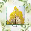 100 Semillas Orgánicas De Árbol Guayacan Amarillo
