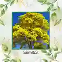 100 Semillas Orgánicas De Árbol Guayacan Amarillo