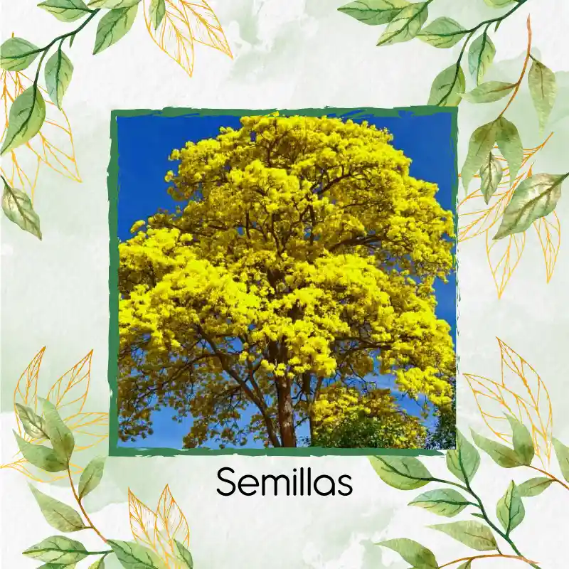 100 Semillas Orgánicas De Árbol Guayacan Amarillo