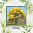 100 Semillas Orgánicas De Árbol Guayacan Amarillo