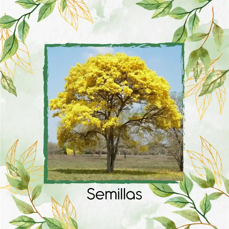 100 Semillas Orgánicas De Árbol Guayacan Amarillo