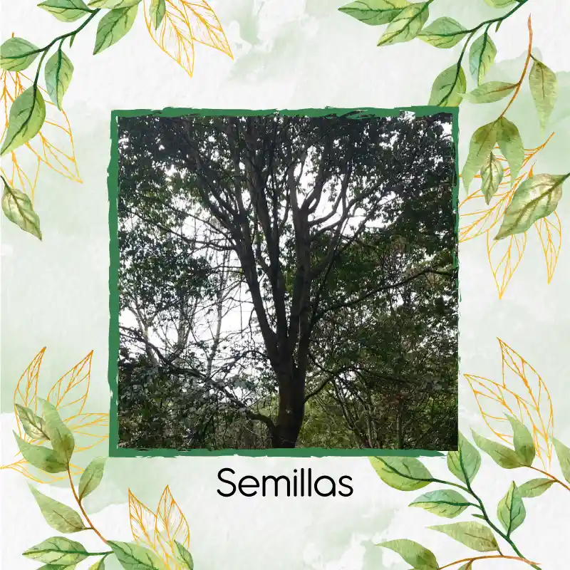 50 Semillas Orgánicas De Árbol Guayacán De Manizales