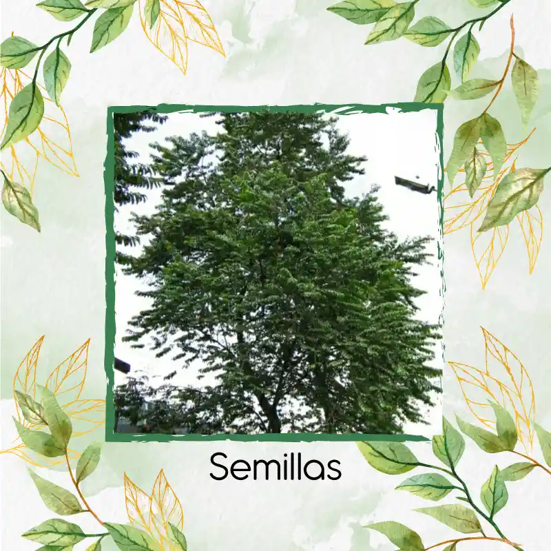 50 Semillas Orgánicas De Árbol Guayacán De Manizales