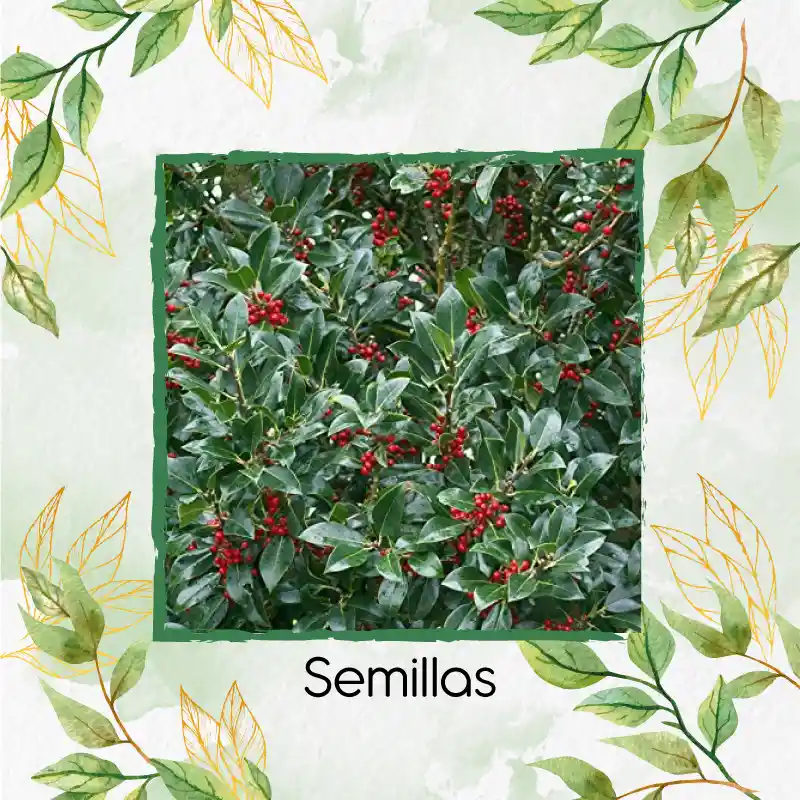 4.000 Semillas De Holly Rojo Para Cerca Viva