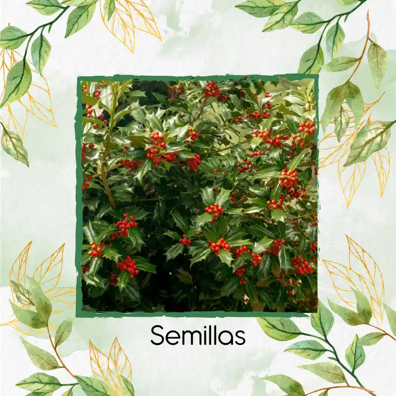 4.000 Semillas De Holly Rojo Para Cerca Viva