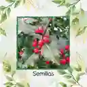 4.000 Semillas De Holly Rojo Para Cerca Viva