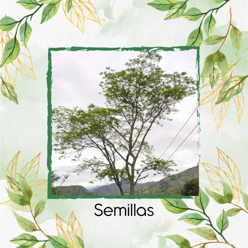 25 Semillas Orgánicas De Árbol Igua - Nauno