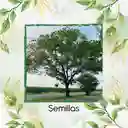 25 Semillas Orgánicas De Árbol Igua - Nauno