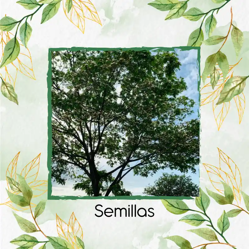 25 Semillas Orgánicas De Árbol Igua - Nauno