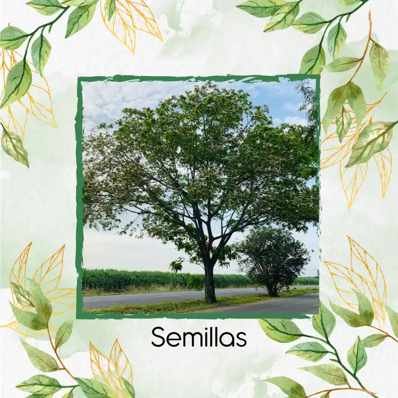 50 Semillas Orgánicas De Árbol Igua - Nauno