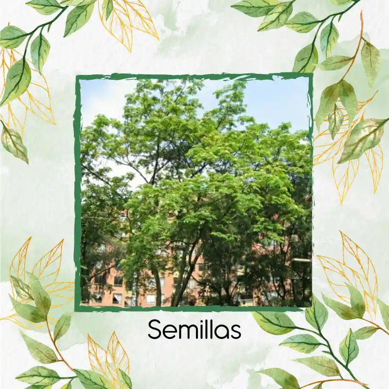 100 Semillas Orgánicas De Árbol Igua - Nauno